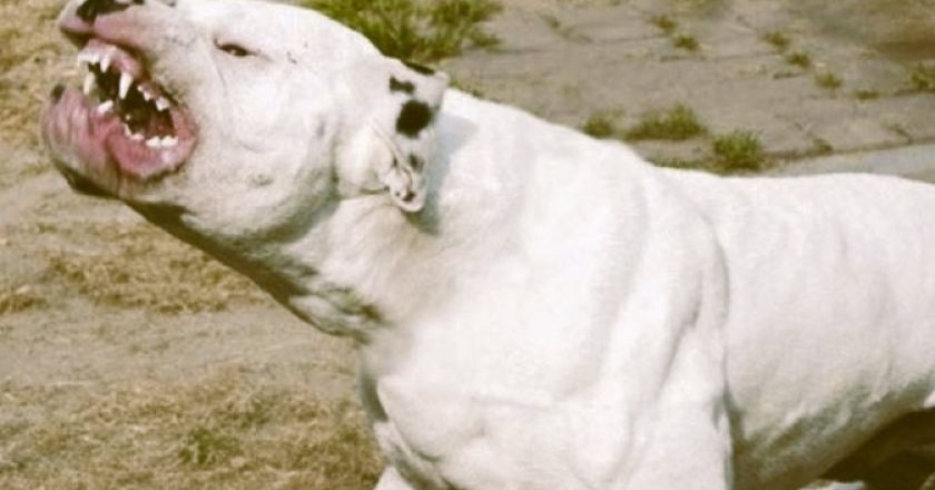 Agosto", el dogo rescatado de Barrelier y nombrado por Agostina Vega, se recupera