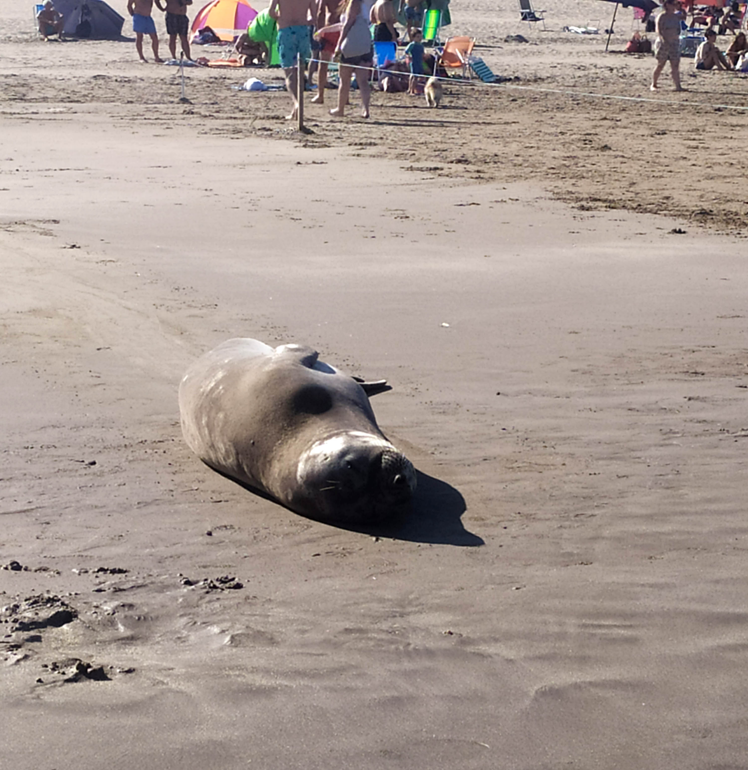 Villa Gesell: Cría de elefante marino regresa al mar tras 7 meses de rehabilitación