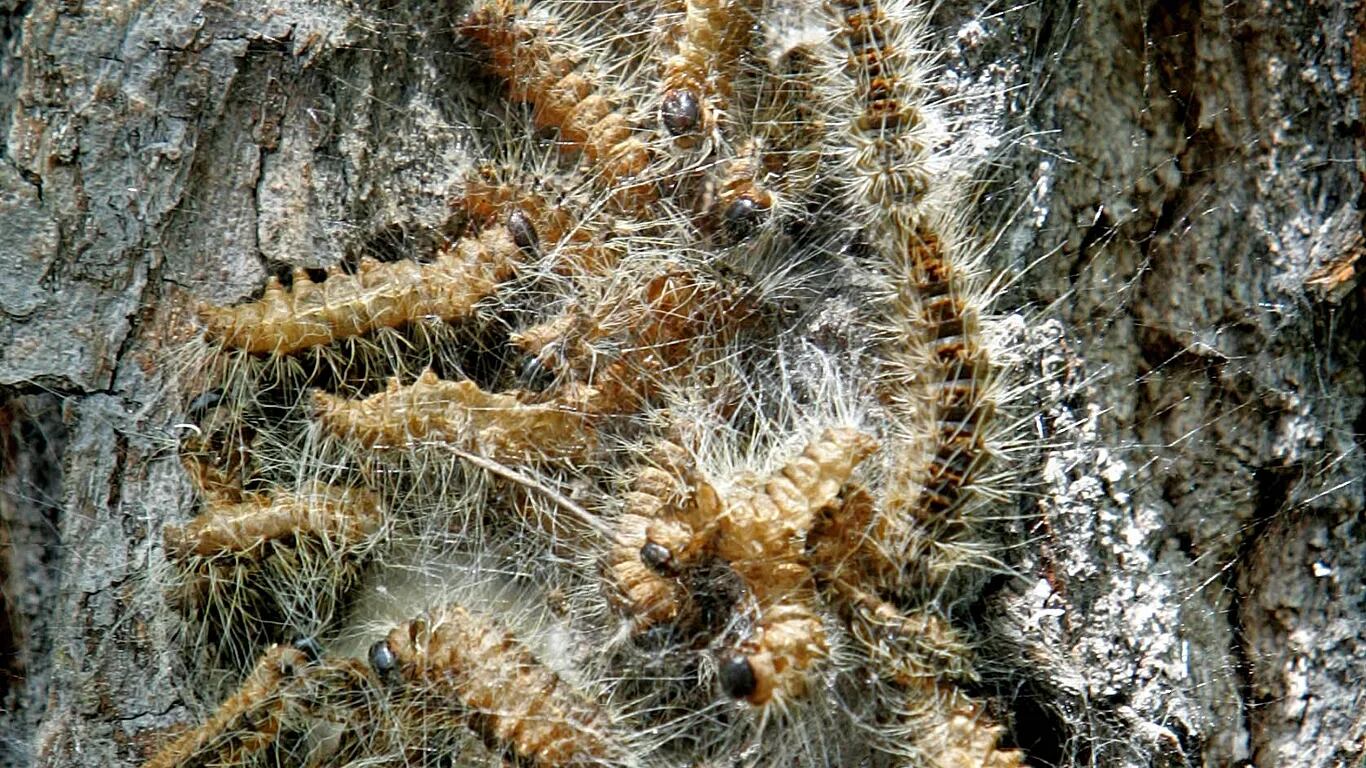 Berlín: Plaga de insectos tóxicos obliga cierres y confina a mayores en barrios