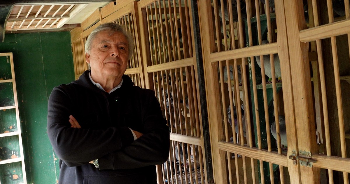 Ley Hojarasca: criadores de palomas mensajeras rechazan la desregulación