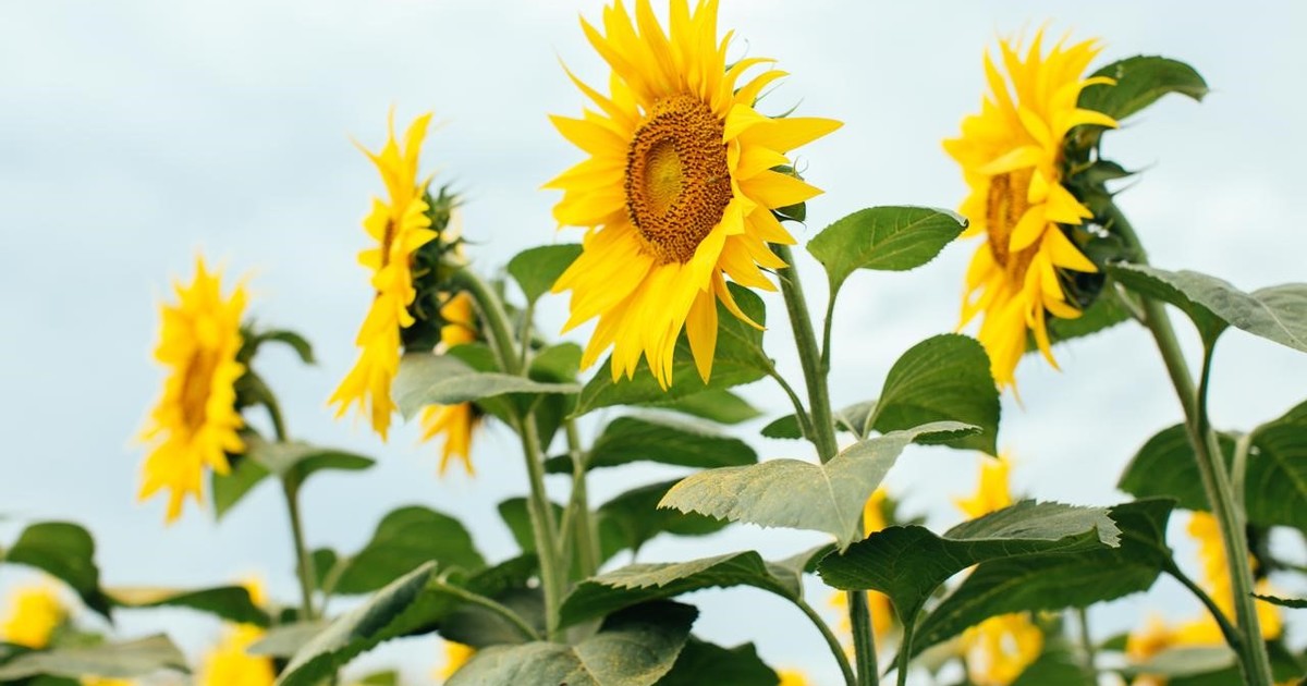 El girasol consolida año récord y supera US$ 1.300 M en exportaciones