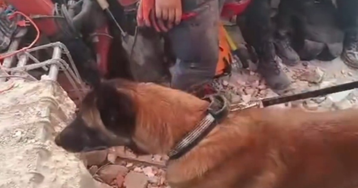 Bart, perro argentino, halló a dos niños bajo escombros en Venezuela