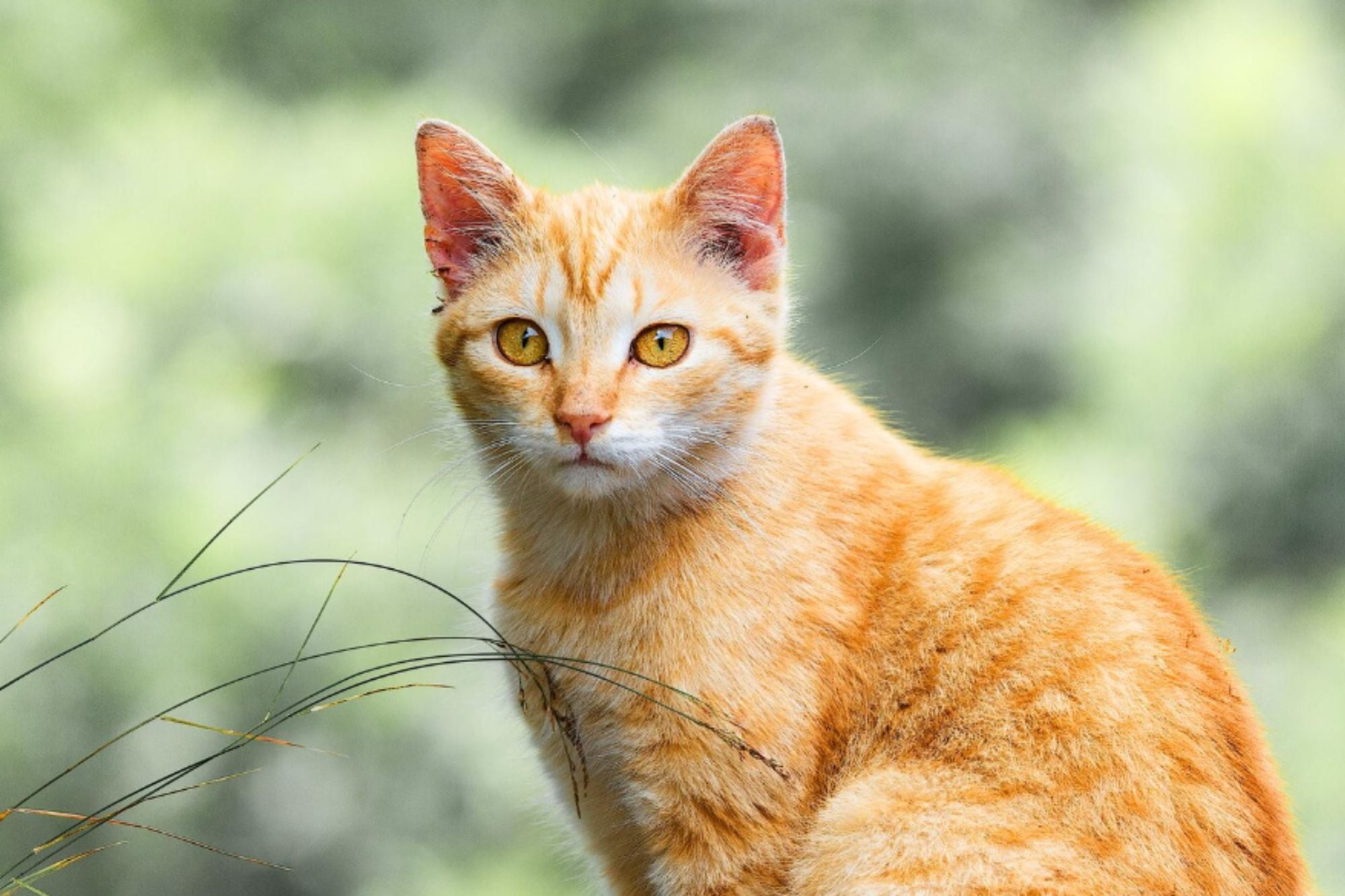 Gatos naranjas: ¿Su color se relaciona con el comportamiento?