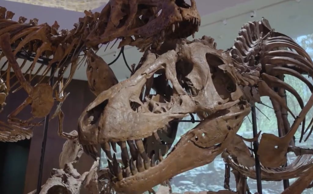 Abu Dabi inaugura museo natural de vanguardia con fósiles y tecnología avanzada