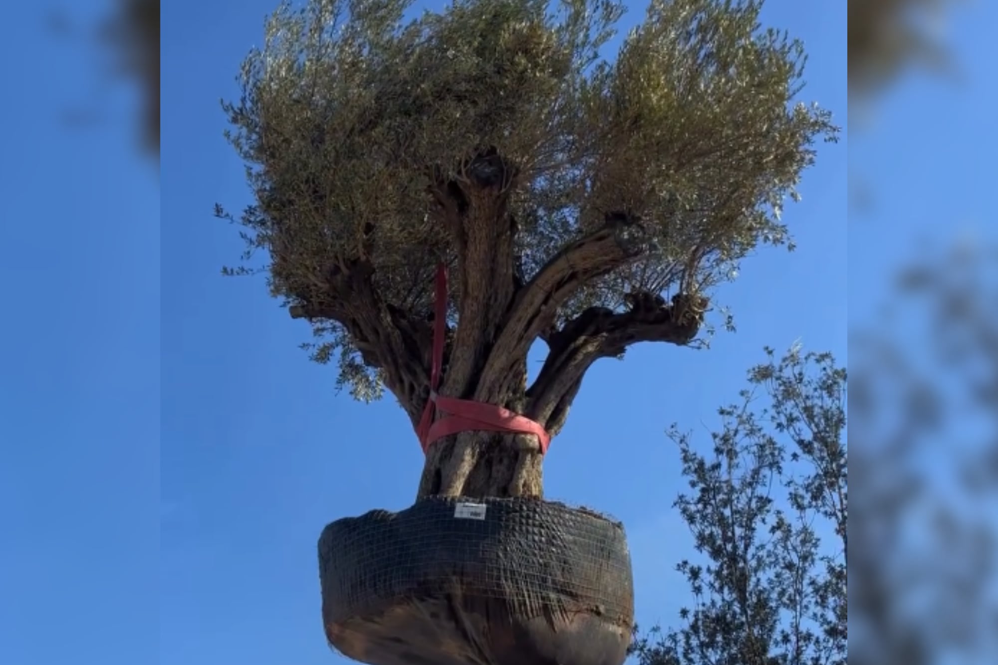 Olivo centenario de 500 años se instala en jardín privado en Valencia.
