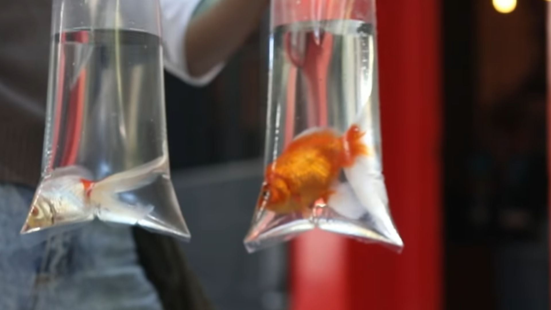 Tribunal argentino rescata peces maltratados