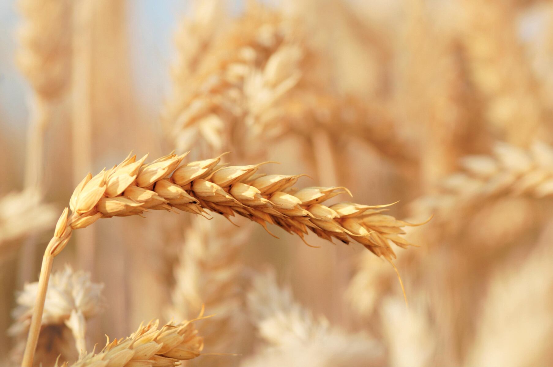Bayer y RAGT lanzan semillas de trigo híbrido en América del Norte