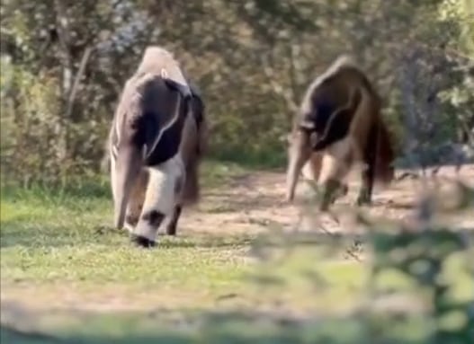 Un oso hormiguero transporta a su cría en el lomo en un parque nacional protegido