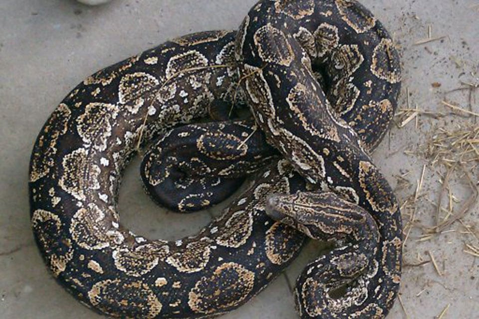 Buscan a "Piti", una boa de 3 metros que escapó en Colegiales