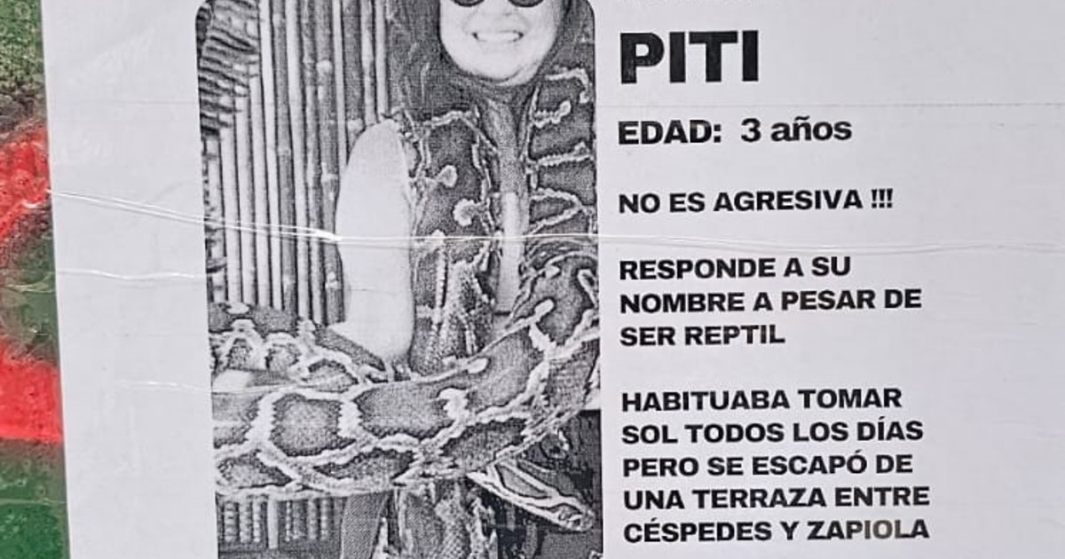 Vecinos de Colegiales alertan por boa de 3 metros suelta