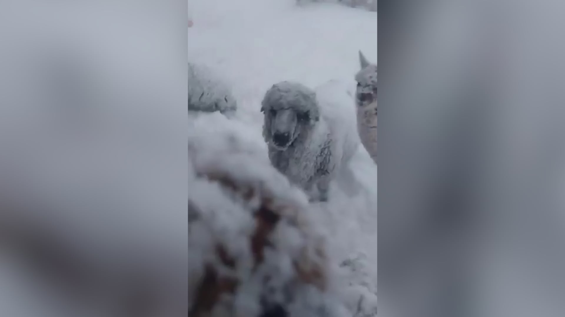 Nevadas sepultan autos, casas y campamentos mineros en Catamarca, Mendoza y San Juan