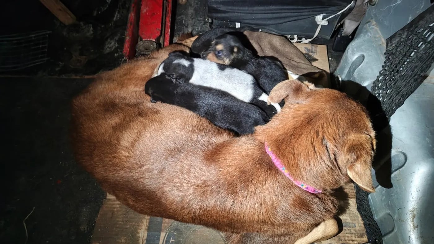 Bombera rescató a perra y sus ocho cachorros de cañería