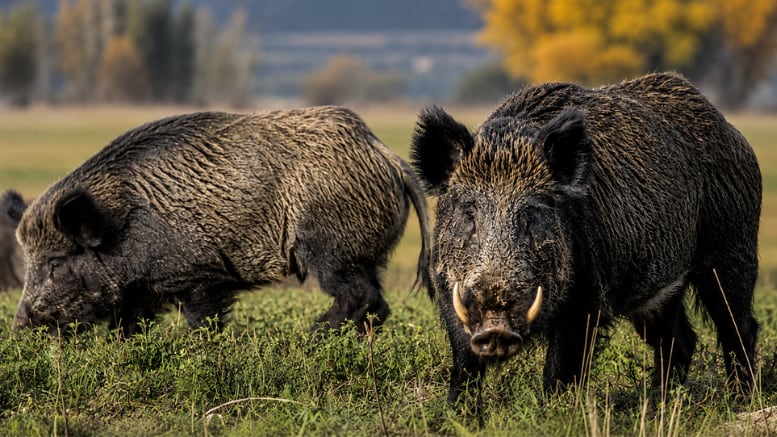 Río Negro regula la venta formal de carne de jabalí y ciervo.