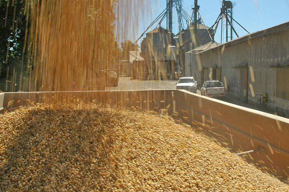 La industria sojera argentina pierde con retenciones: producción hubiera sido mayor