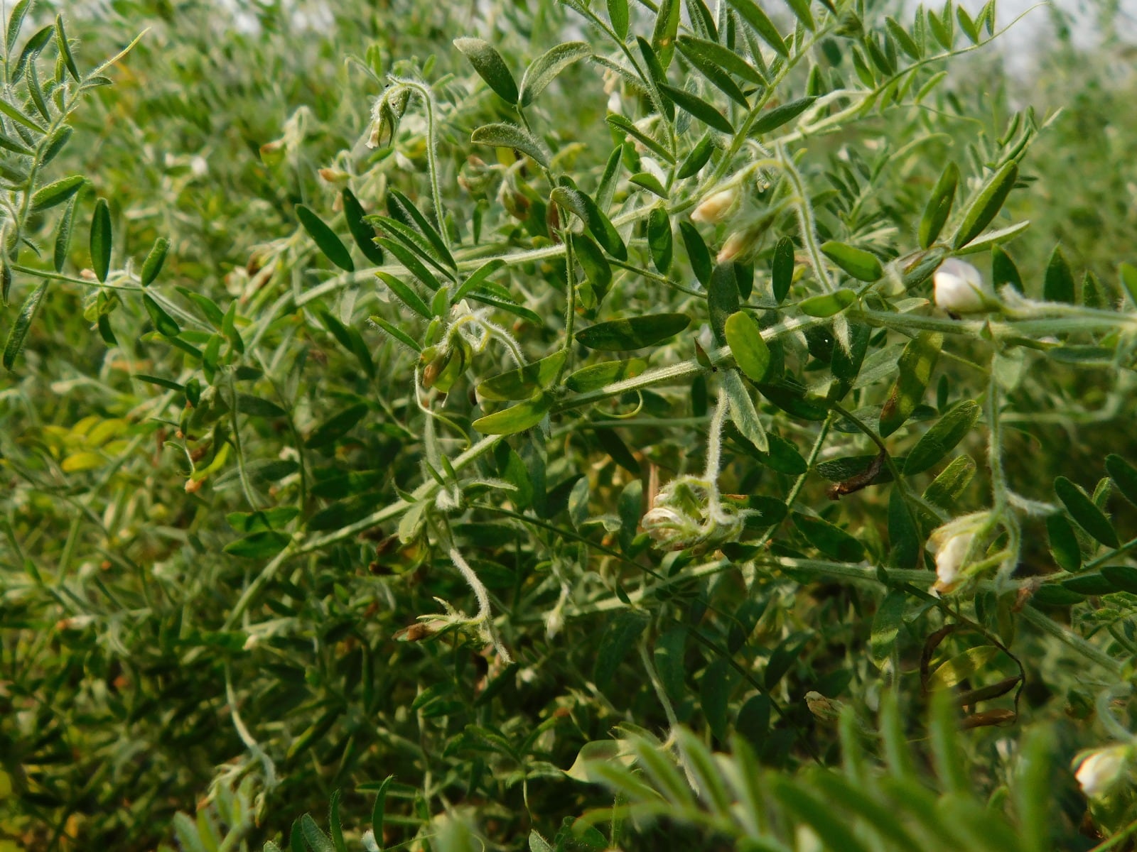 Legumbres impulsan la agricultura argentina con rotaciones más sostenibles