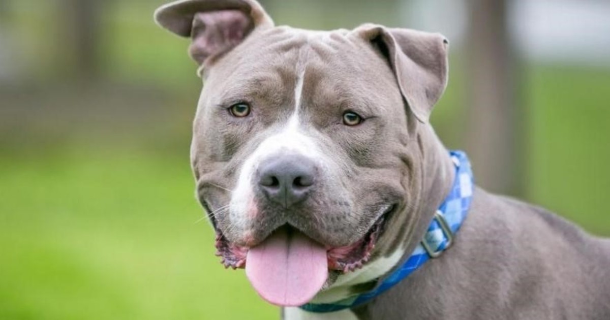 Un perro pitbull mata a un niño de 3 años en Villa La Lonja, Córdoba
