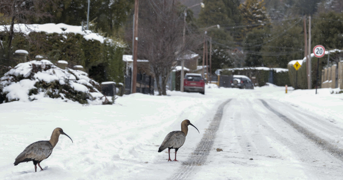 SMN alerta por frío extremo y nevadas en 7 provincias