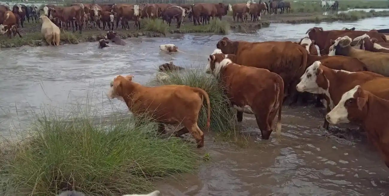 Santa Fe: Productores trasladan vacas debido a lluvias en el norte