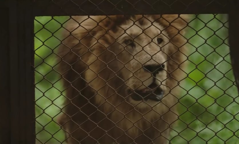 Treinta felinos del ex zoo de Luján se trasladan a santuarios en Sudáfrica y Estados Unido