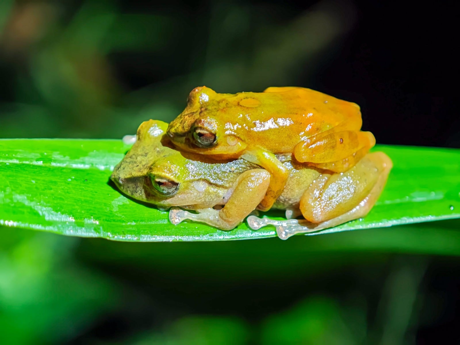 Científicos descubren nueva especie de rana en Ecuador mediante análisis genéticos y morfo