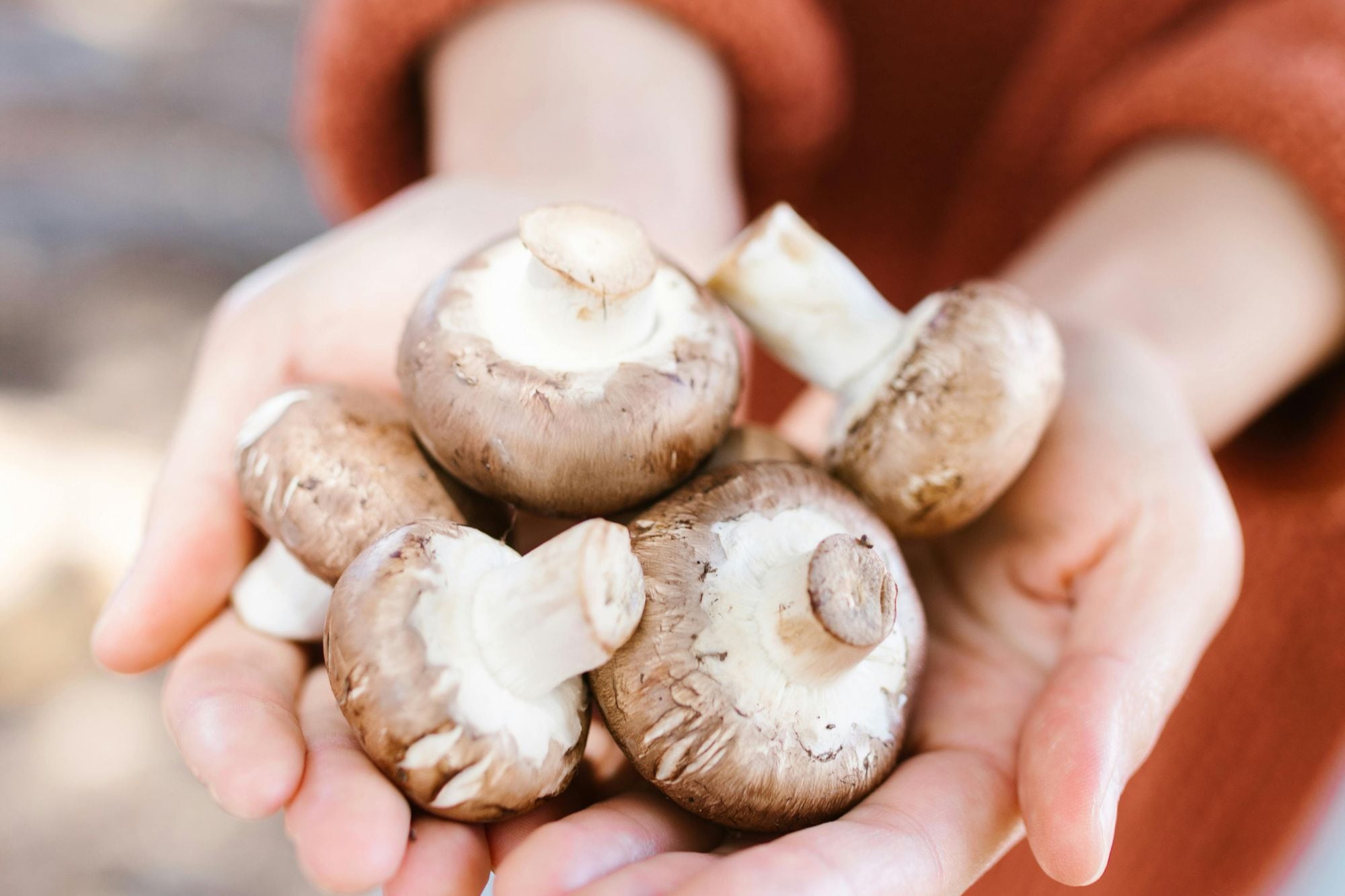 Champiñones reducen la inflamación y aportan probióticos