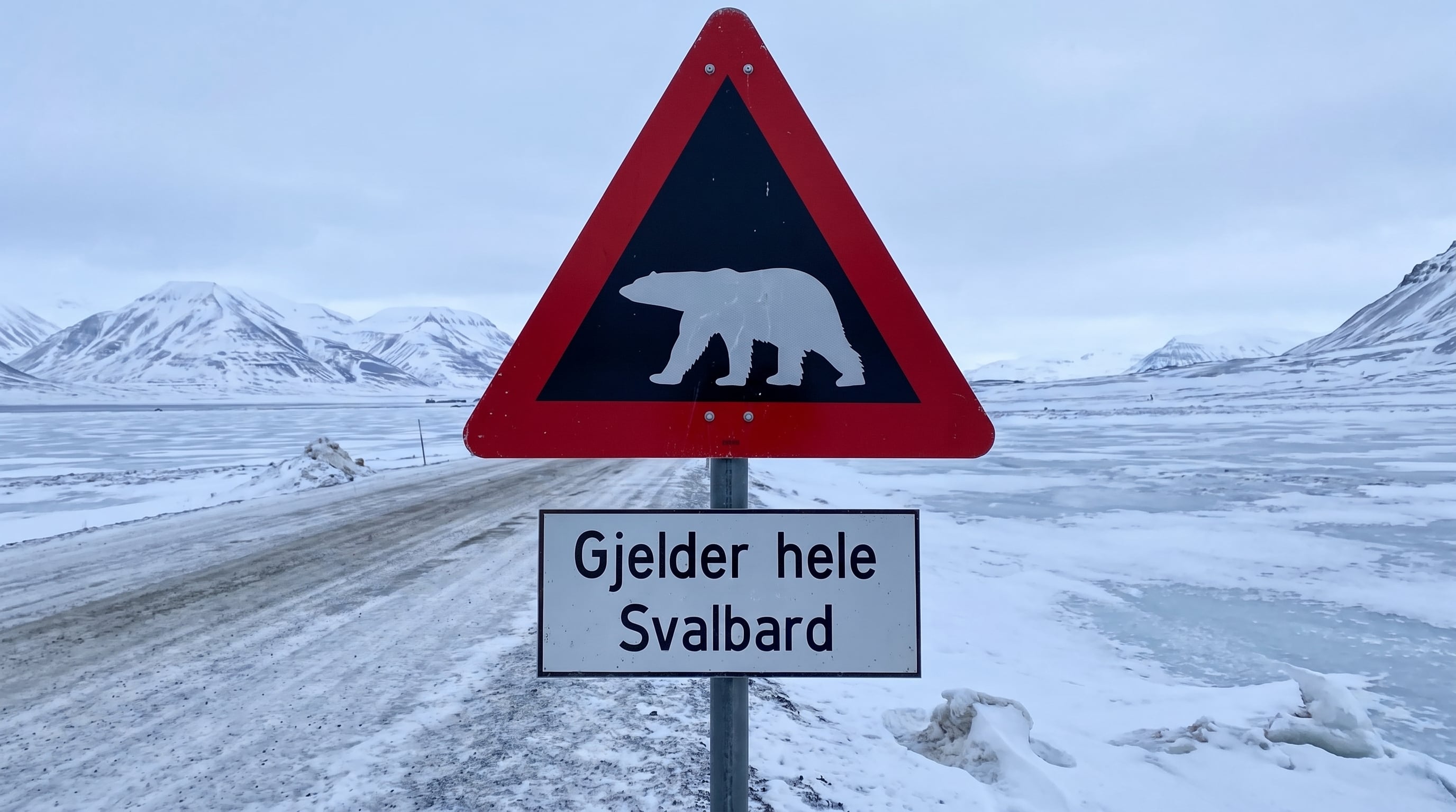 Turista es multado con USD 5.000 por molestar a oso polar en Svalbard