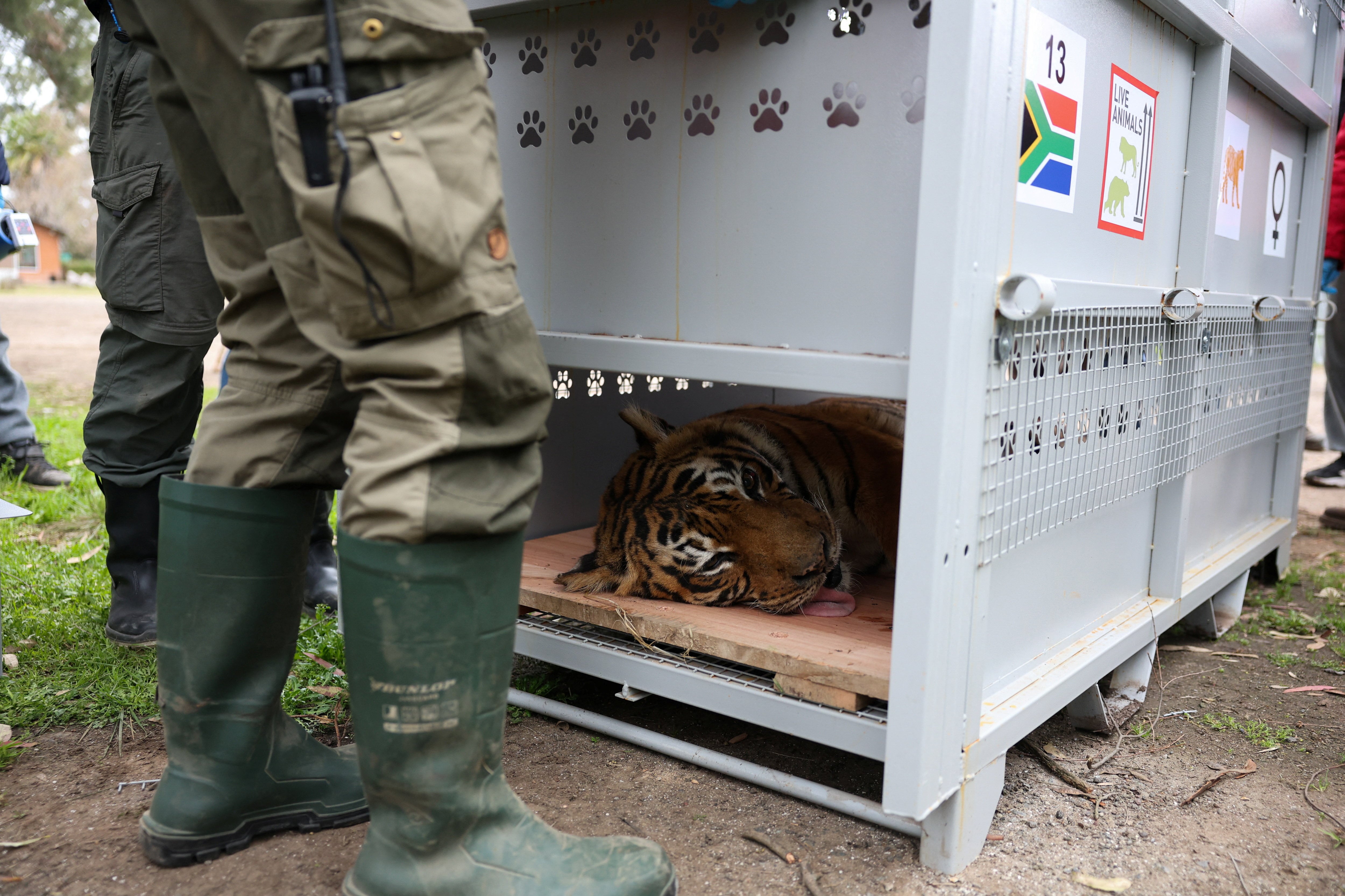 Trasladan 30 felinos del ex zoológico de Luján: el operativo y el futuro de los restantes
